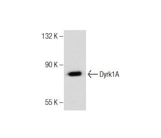 Dyrk1A (A-16): sc-12571. Western blot analysis of Dyrk1A expression in PC-3 whole cell lysate. 