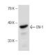 PC-3 nuclear extract: sc-2152. Western blot analysis of EN-1 expression...