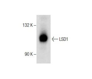 PC-3 nuclear extract: sc-2152. Western blot analysis of LSD1 expression... 
