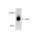 PC-3 nuclear extract: sc-2152. Western blot analysis of LSD1 expression... 