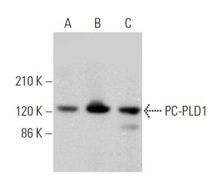 PC-PLD1 Antibody (F-12) - Western Blotting - Image 359773