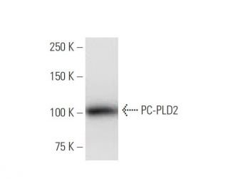 PC-PLD2 Antibody (1C5) - Western Blotting - Image 347565 