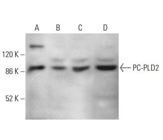 PC-PLD2 Antibody (B-3) - Western Blotting - Image 379872 
