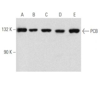 PCB Antibody (B-6) - Western Blotting - Image 356636 