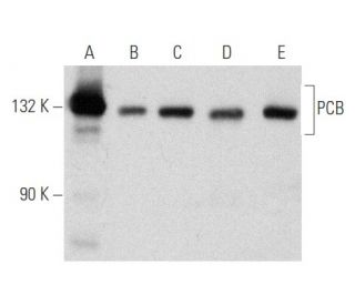 PCB Antibody (H-2) - Western Blotting - Image 356638 