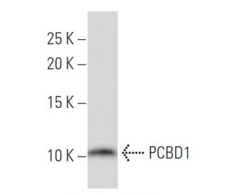 PCBD1 Antibody (CD-37) - Western Blotting - Image 33859 