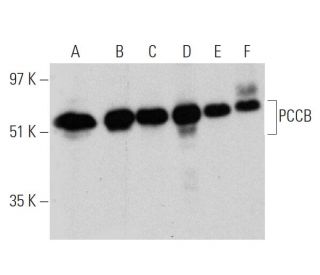 PCCB Antibody (F-6) - Western Blotting - Image 360063 