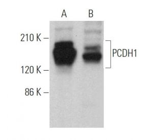 PCDH1 Antibody (B-11) - Western Blotting - Image 367387 