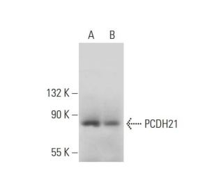 PCDH21 Antibody (G-9) - Western Blotting - Image 323822