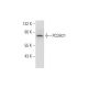 PCDH21 Antibody (H-11) - Western Blotting - Image 325162
