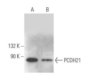 PCDH21 Antibody (H-11) - Western Blotting - Image 372368 