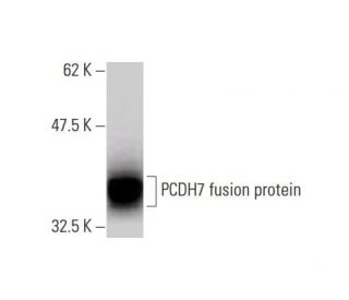 PCDH7 Antibody (2D7) - Western Blotting - Image 348559