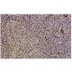 PCDH8 Antibody (JK-19) - Immunohistochemistry - Image 35896 