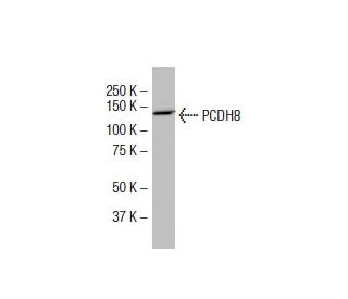 PCDH8 Antibody (JK-19) - Western Blotting - Image 33469 