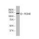 PCDH8 Antibody (JK-19) - Western Blotting - Image 33469 