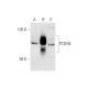 PCDH8 Antibody (JK-19) - Western Blotting - Image 62709