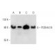 PCDHA7/9 Antibody (G-10) - Western Blotting - Image 289733 