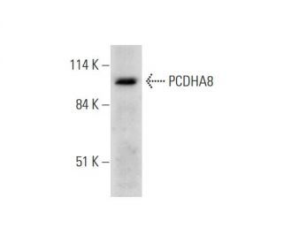 PCDHA8 Antibody (A-9) - Western Blotting - Image 323779