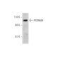 PCDHA8 Antibody (A-9) - Western Blotting - Image 323779