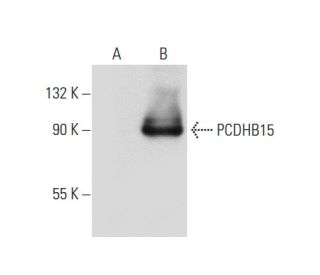 PCDHB15/Pcdhb22 Antibody (F-10) - Western Blotting - Image 59725 