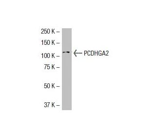 PCDHGA2 Antibody (1A9) - Western Blotting - Image 33470