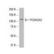 PCDHGA2 Antibody (1A9) - Western Blotting - Image 33470