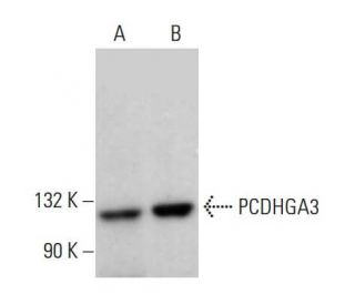 PCDHGA3 Antibody (G-5) - Western Blotting - Image 376260 