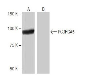 PCDHGA5 Antibody (12C1) - Western Blotting - Image 65031