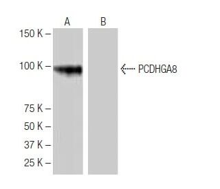 PCDHGA8 Antibody (NQ-B21) - Western Blotting - Image 65032