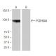 PCDHGA8 Antibody (NQ-B21) - Western Blotting - Image 65032