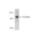 PCDHGB3 Antibody (F-9) - Western Blotting - Image 344134