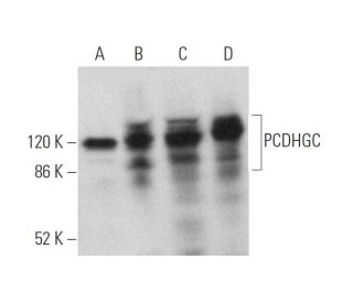 PCDHGC Antibody (5A2) - Western Blotting - Image 374385 