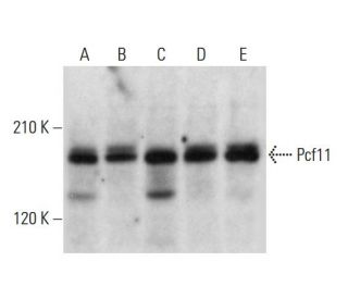 Pcf11 Antibody (C-9) - Western Blotting - Image 317951
