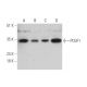 PCGF1 Antibody (E-8) - Western Blotting - Image 346487 