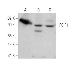 PCIF1 Antibody (A-9) - Western Blotting - Image 376549 