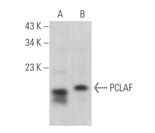 PCLAF Antibody (G-11) - Western Blotting - Image 376996 