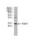PCMT1 Antibody (D-E7) - Western Blotting - Image 34342