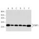 PCMT1 Antibody (D-E7) - Western Blotting - Image 153777 