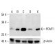 PCMT1 Antibody (D-E7) - Western Blotting - Image 412768 
