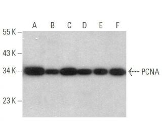 PCNA Antibody (F-2) - Western Blotting - Image 350775 