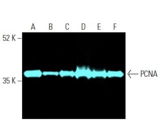 PCNA Antibody (PC10) - Western Blotting - Image 399258 