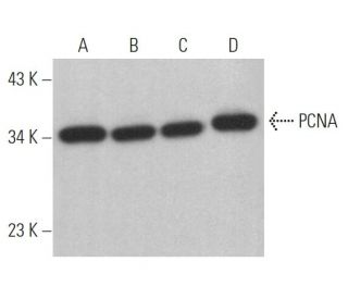 PCNA Antibody (PC11) - Western Blotting - Image 367072 