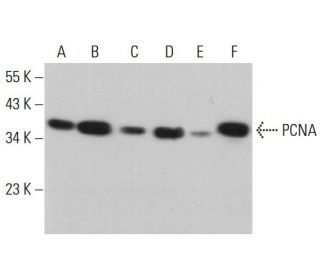 PCNA Antibody (PC5) - Western Blotting - Image 377081 
