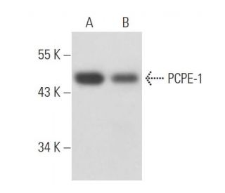PCPE-1 Antibody (7A11/1) - Western Blotting - Image 16299 