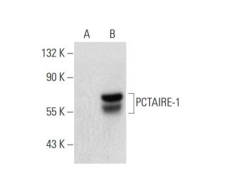 PCTAIRE-1 Antibody (G-1) - Western Blotting - Image 70248