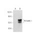 PCTAIRE-1 Antibody (G-1) - Western Blotting - Image 70248