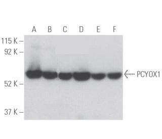 PCYOX1 Antibody (25) - Western Blotting - Image 398062 