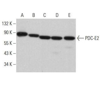 PDC-E2 Antibody (C-9) - Western Blotting - Image 381898 