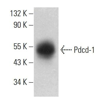Pdcd-1CRISPR激活质粒(m) | SCBIO - Santa Cruz Biotechnology