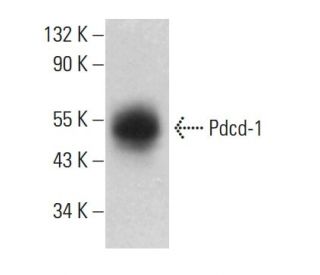 Pdcd-1 Antibody (RMP1-30) - Western Blotting - Image 376047SAM Transcription Activation: SAM system utilizing dCas9-VP64, MS2-P65-HSF1, and sgRNA for precise gene transcription activation. 